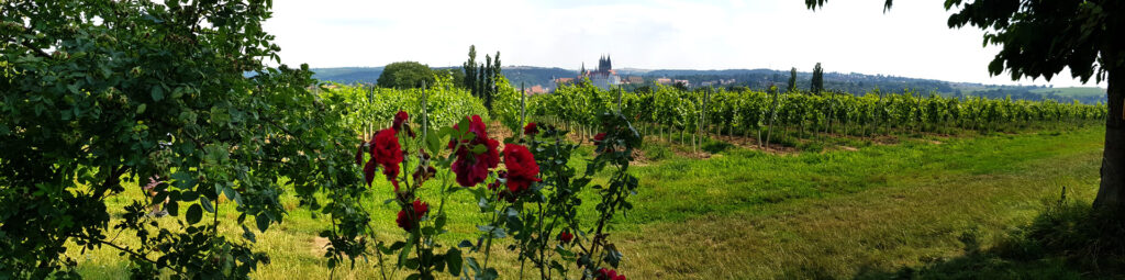 Eine weite Landschaft mit Weinbergen, roten Blumen im Vordergrund und einer Stadt im Hintergrund.