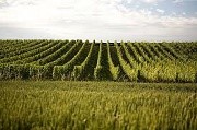 Reihen von grünen Weinreben in einem Feld unter einem blauen Himmel mit vereinzelten Wolken.