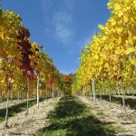 Reben mit gelben Blättern auf einem Weinberg unter klarem blauem Himmel.