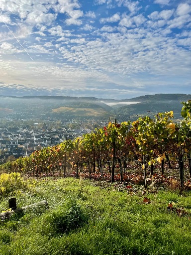 Eine Herbstlandschaft mit buntem Weinberg, blauem Himmel und Wolken, Stadt im Hintergrund sichtbar.