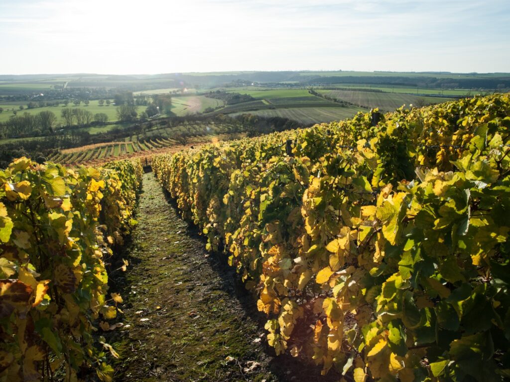 Weinberge bei Tageslicht, grüne und gelbe Blätter, hügelige Landschaft, sonniger Himmel im Hintergrund.