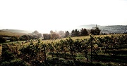 Weinberg in sanftem Licht, mit grünen Reben im Vordergrund und einem Dorf am Horizont.