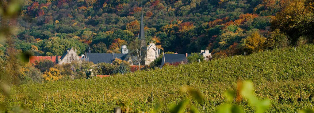 Weinberge mit herbstlichem Wald im Hintergrund, Gebäude mit grauem Dach und Turm in der Mitte.