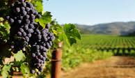 Reife Trauben im Vordergrund, grünes Weinbergspanorama mit verschwommenen Hügeln im Hintergrund.