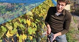 Mann erntet Trauben unter blauem Netz, lächelt, trägt braunes Hemd; grüne Reben im Hintergrund.
